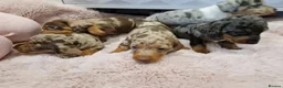 Miniature Dachshund dogs for sale: Gorgeous Dachshund Puppies for Loving Homes! in Rhyl - Advert 1