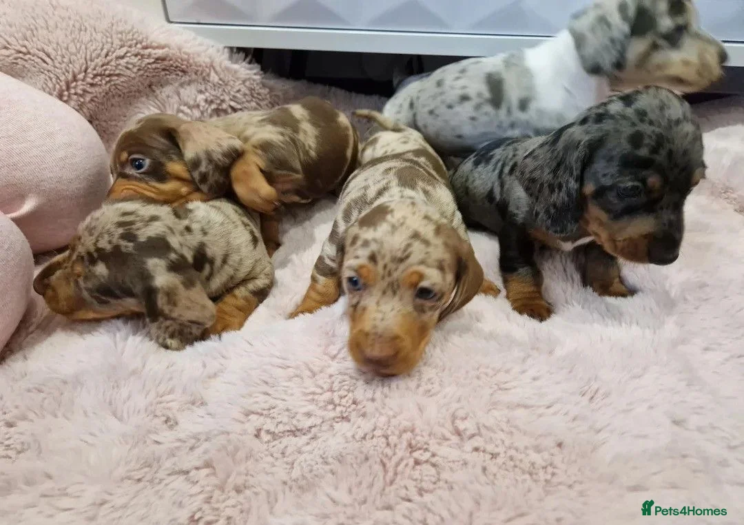 Miniature Dachshund dogs for sale: Gorgeous Dachshund Puppies for Loving Homes! in Rhyl - Advert 1