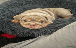 English Bulldog dogs for sale: Star Studded English Bulldogs - Image 6