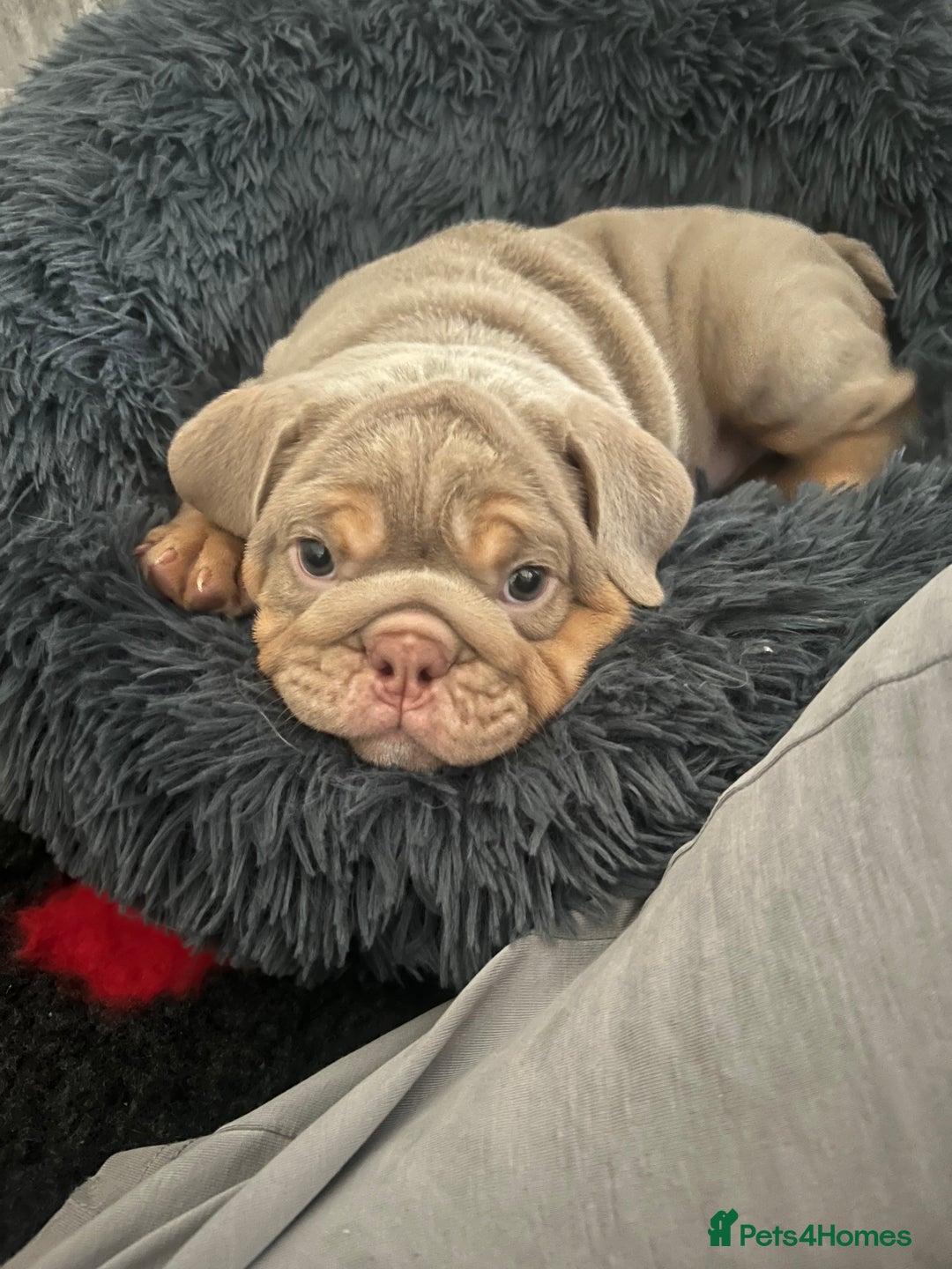 English Bulldog dogs for sale: Star Studded English Bulldogs - Image 6