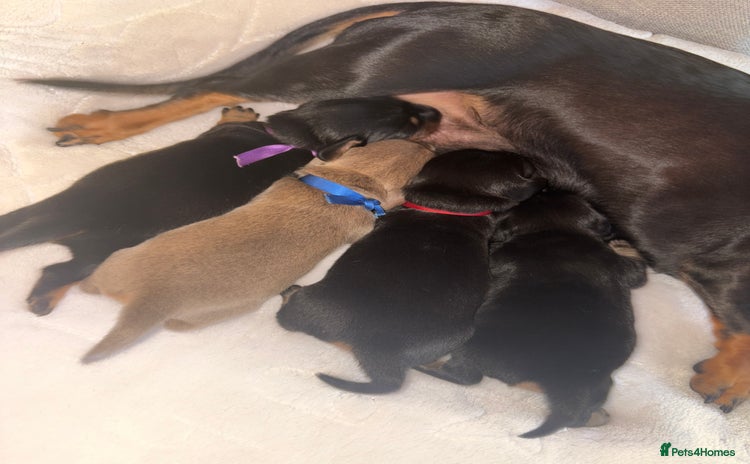 Dachshund dogs - Advert 1