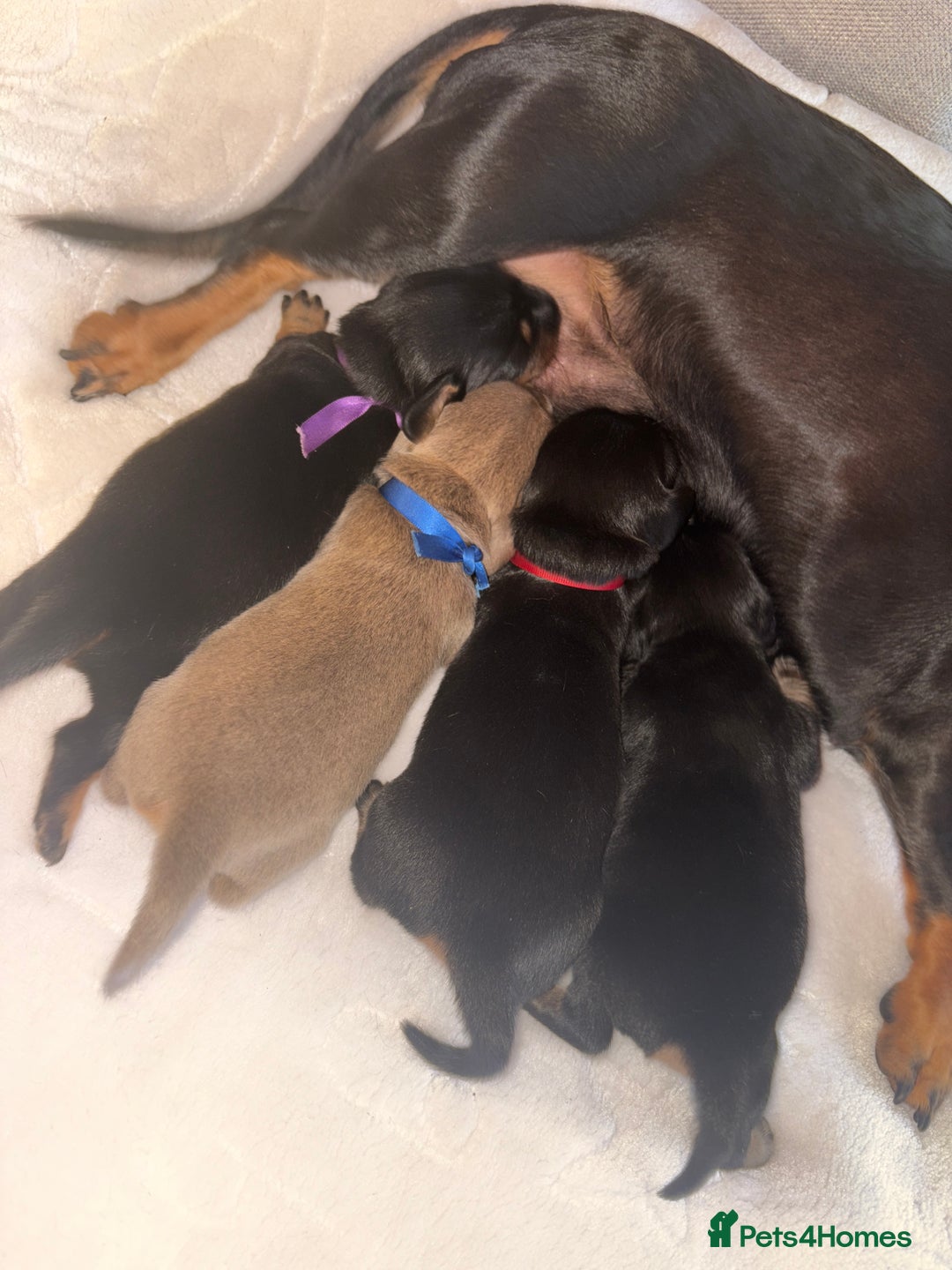 Dachshund dogs for sale: 4 mini dachshund pups - Image 1