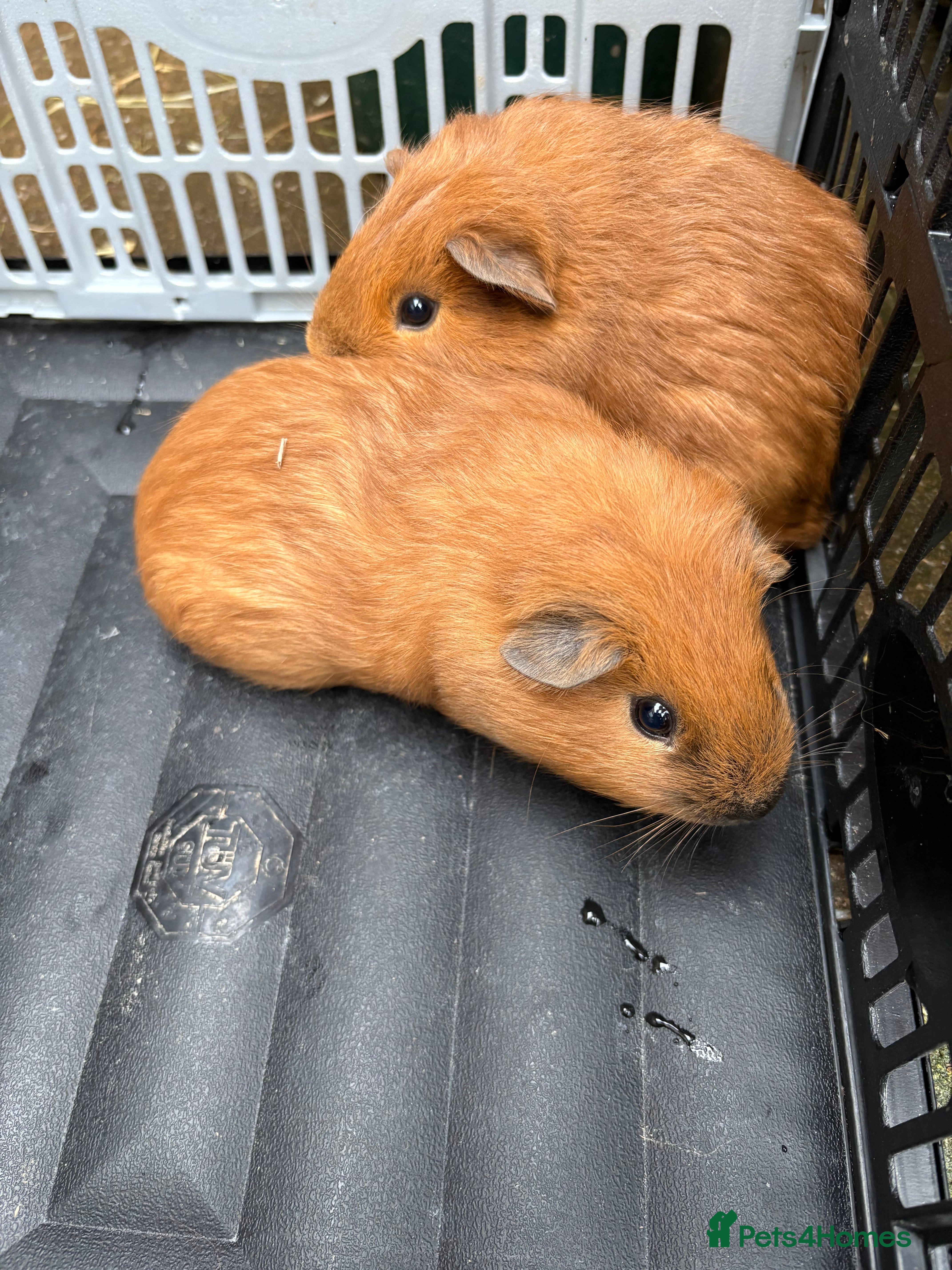 Guinea Pig rodents for sale: Baby Californian guinea pigs for sale  - Advert 1