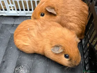 Guinea Pig rodents Baby Californian guinea pigs for sale - Advert 7