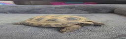 Tortoise reptiles for sale: Horsefield Tortoises 🐢  - Advert 2