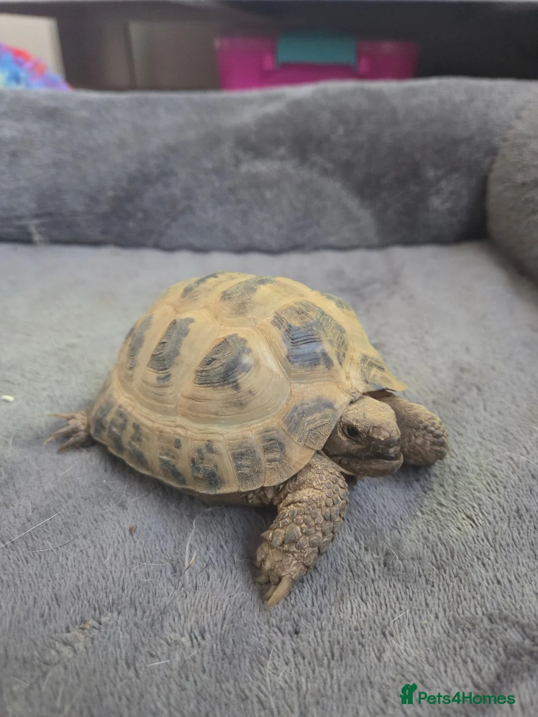 Tortoise reptiles for sale: Horsefield Tortoises 🐢  - Advert 2