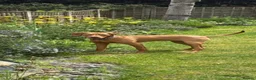 Hungarian Vizsla dogs for sale: Bert Looking For His Forever Home - Advert 6