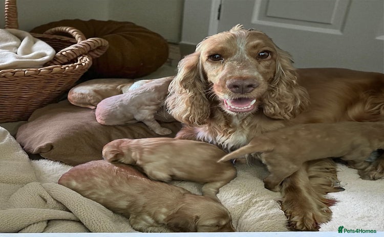Cockapoo dogs - Advert 13