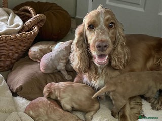 Cockapoo dogs - Advert 29