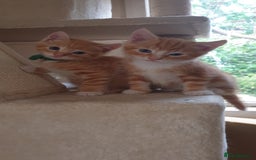 Domestic Shorthair cats for sale: Ginger kittens  - Image 8