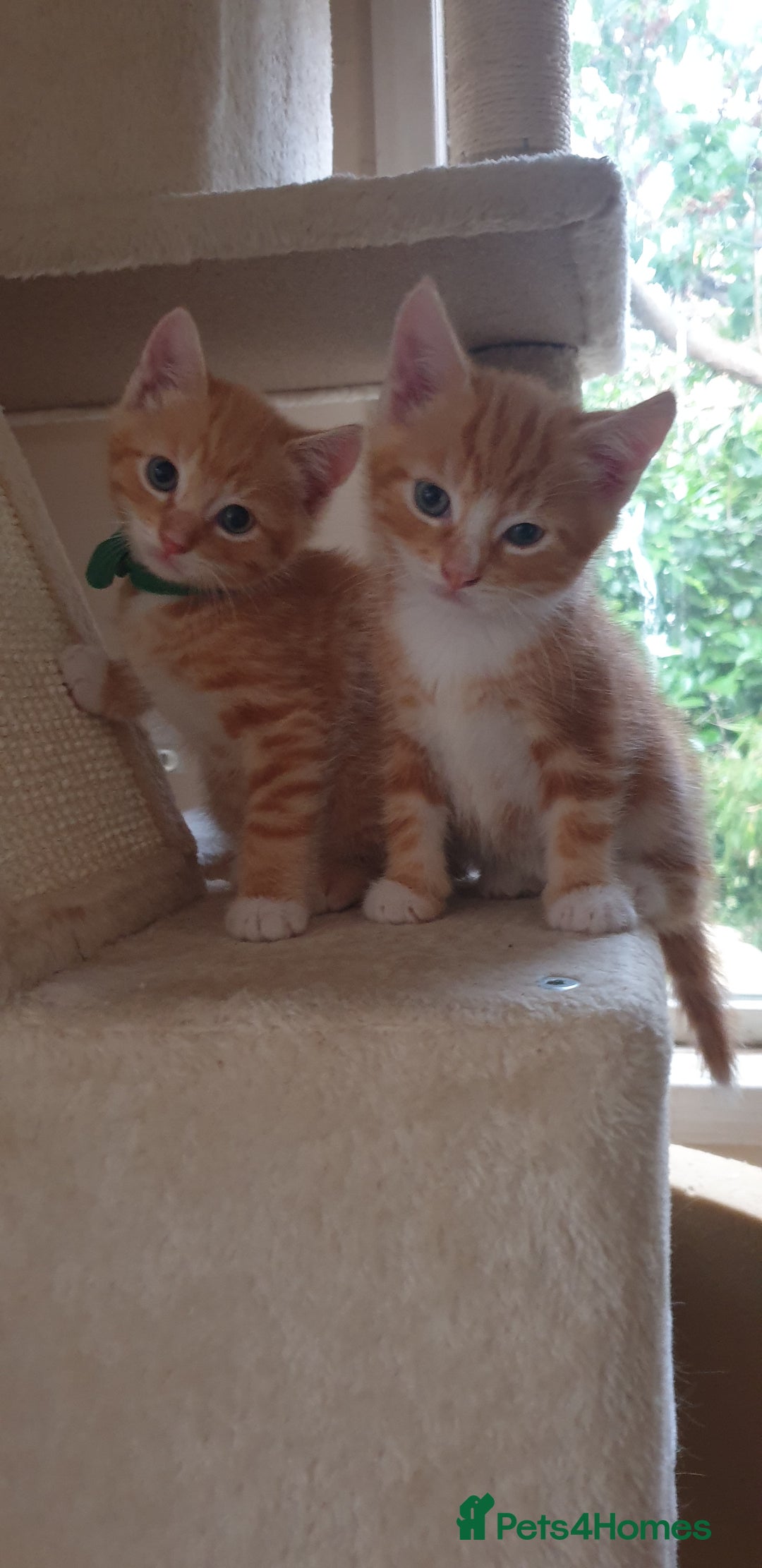 Domestic Shorthair cats for sale: Ginger kittens  - Image 8
