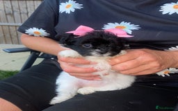 Pomapoo dogs for sale: ASIAN LINES RARE TOY POMAPOO - Image 6