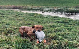 Labrador Retriever dogs for sale: Beautiful fox red Labrador pups 🐶  - Image 9
