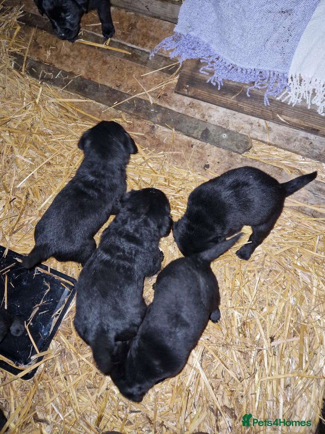 Mixed Breed dogs for sale: Malamute x black Labrador - Image 10