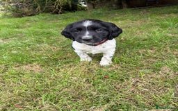 English Springer Spaniel dogs for sale: English Springer Spaniel Puppies for Sale - Image 13