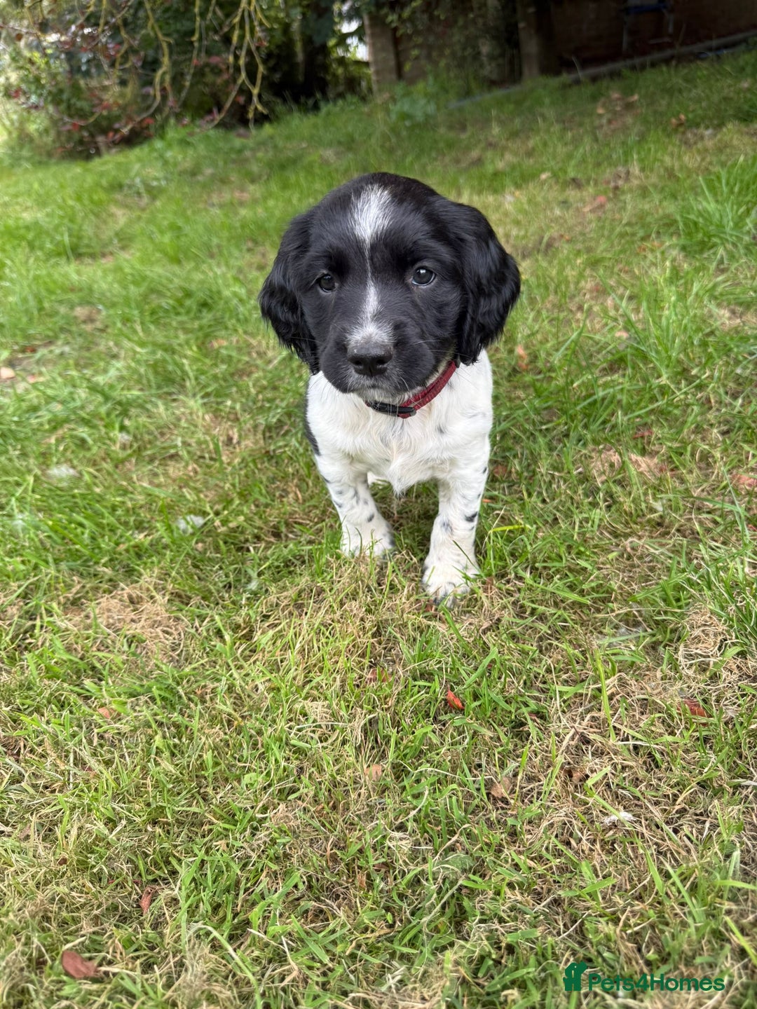 English Springer Spaniel dogs for sale: English Springer Spaniel Puppies for Sale - Image 13