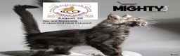 Maine Coon cats for sale: GCCF registered Maine Coon Kittens 5 star licence - Advert 8