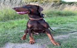 Dobermann dogs for stud: PROVEN SIRE, SON OF COME AS YOU ARE I-REX(Imp Scg) in Leeds - Image 12