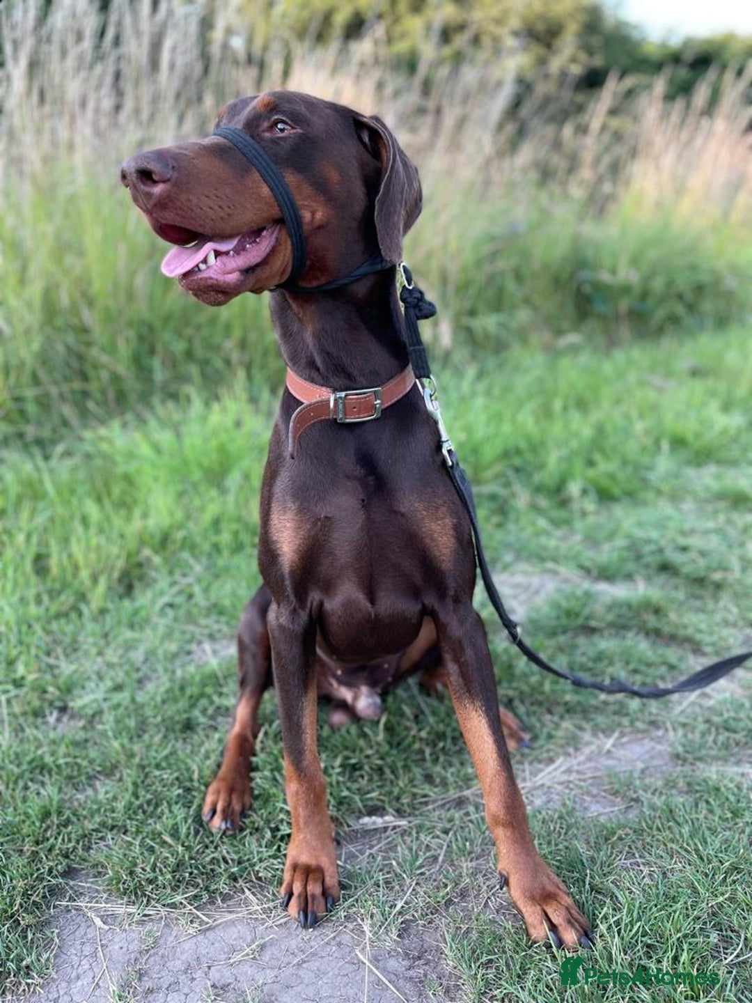 Dobermann dogs for stud: PROVEN SIRE, SON OF COME AS YOU ARE I-REX(Imp Scg) in Leeds - Image 12