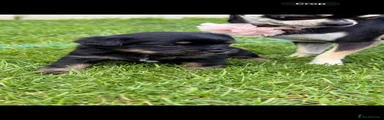 Mixed Breed 6