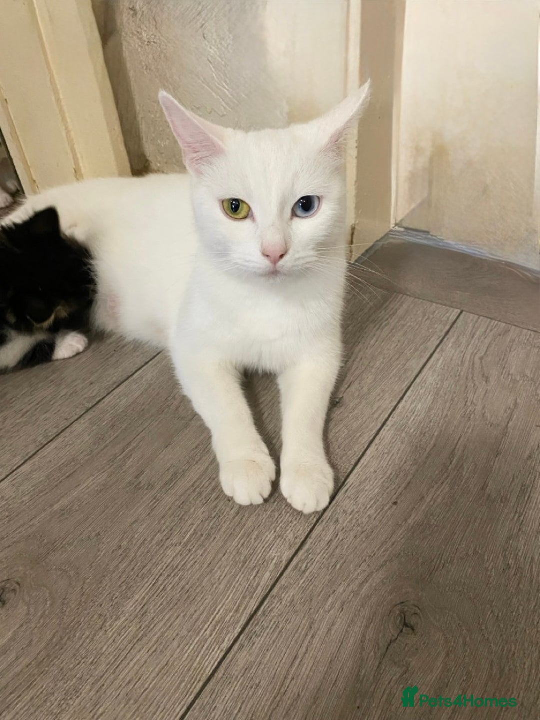 Mixed Breed cats for sale: Kittens for sale  - Image 9