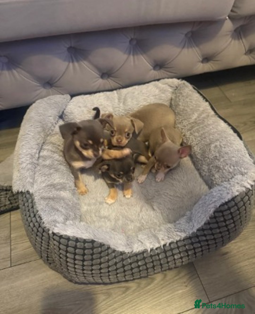 Chihuahua dogs for sale:  Stunning Blue & Lilac Tri Chihuahua Puppies  - Advert 2