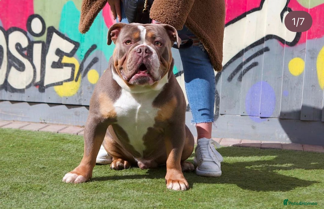 Olde English Bulldogge dogs for sale: Olde English bulldogs puppies  - Image 39