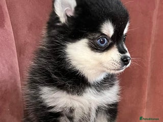 Pomsky dogs Honey I shrunk the Husky 😂 Genuine Toy size pomsk - Advert 5