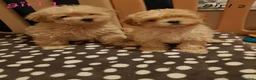Maltipoo dogs for sale: Cute and fluffy maltipoo girls ❤️ in Darwen - Advert 4