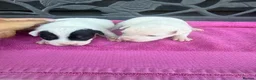 Jack Russell dogs for sale: Parson jack russles 5 boys 2 girls  - Advert 10