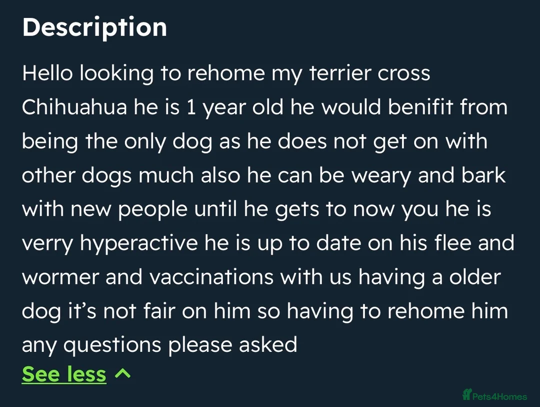 Mixed Breed dogs for sale: Terrier  - Advert 5