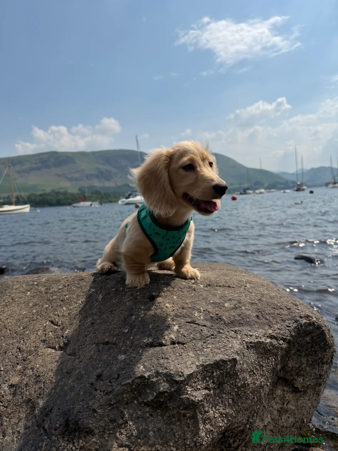 Miniature Dachshund dogs for sale: Cream Kc miniature dachshund boy fully jabbed.  - Advert 2
