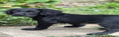 Cocker Spaniel 1