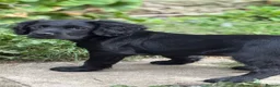 Cocker Spaniel dogs for sale: Cocker spaniel part trained for sale.  - Advert 2