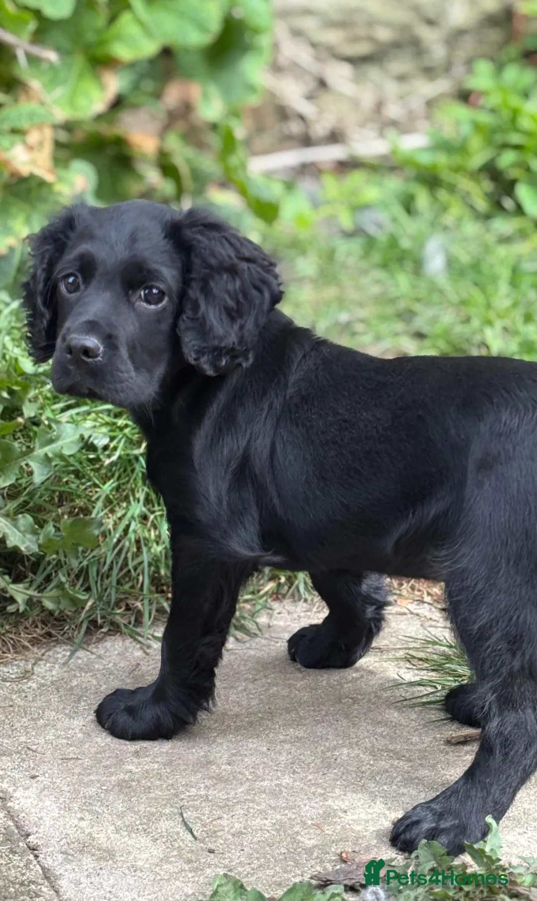 Cocker Spaniel dogs for sale: Cocker spaniel part trained for sale.  - Advert 2