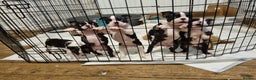 Boston Terrier dogs for sale: Boston Terrier Puppies  - Advert 3