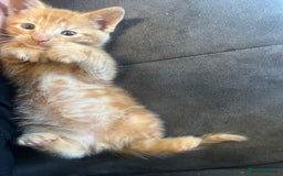 Mixed Breed cats for sale: 7 Beautiful tabby x British Short Hair ready - Image 5