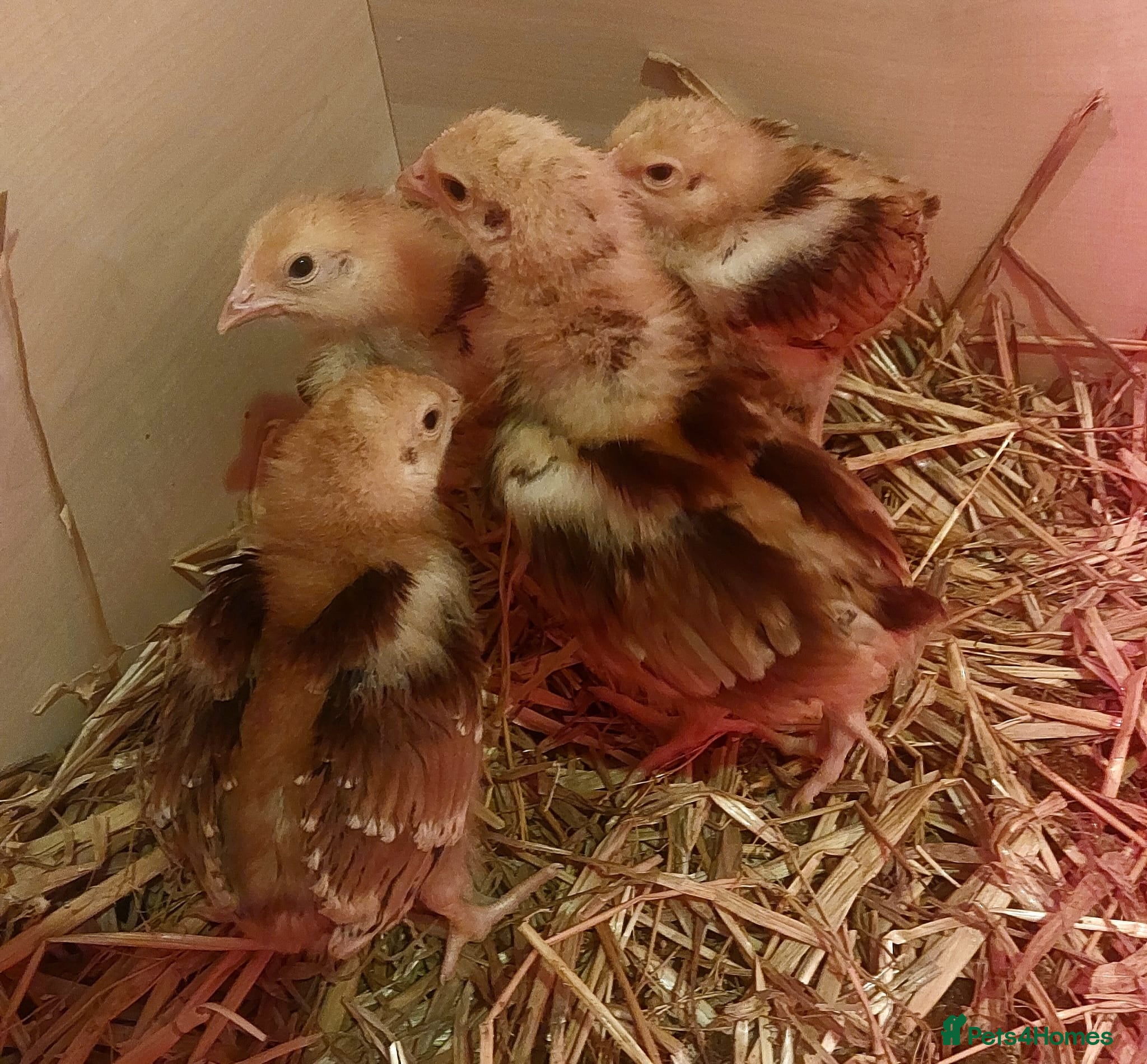 Chickens poultry Stunning Rhode Island red female chicks - Advert 2