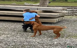 Hungarian Vizsla dogs for sale: Amazing KC reg Hungarian vizsla puppies - Image 34