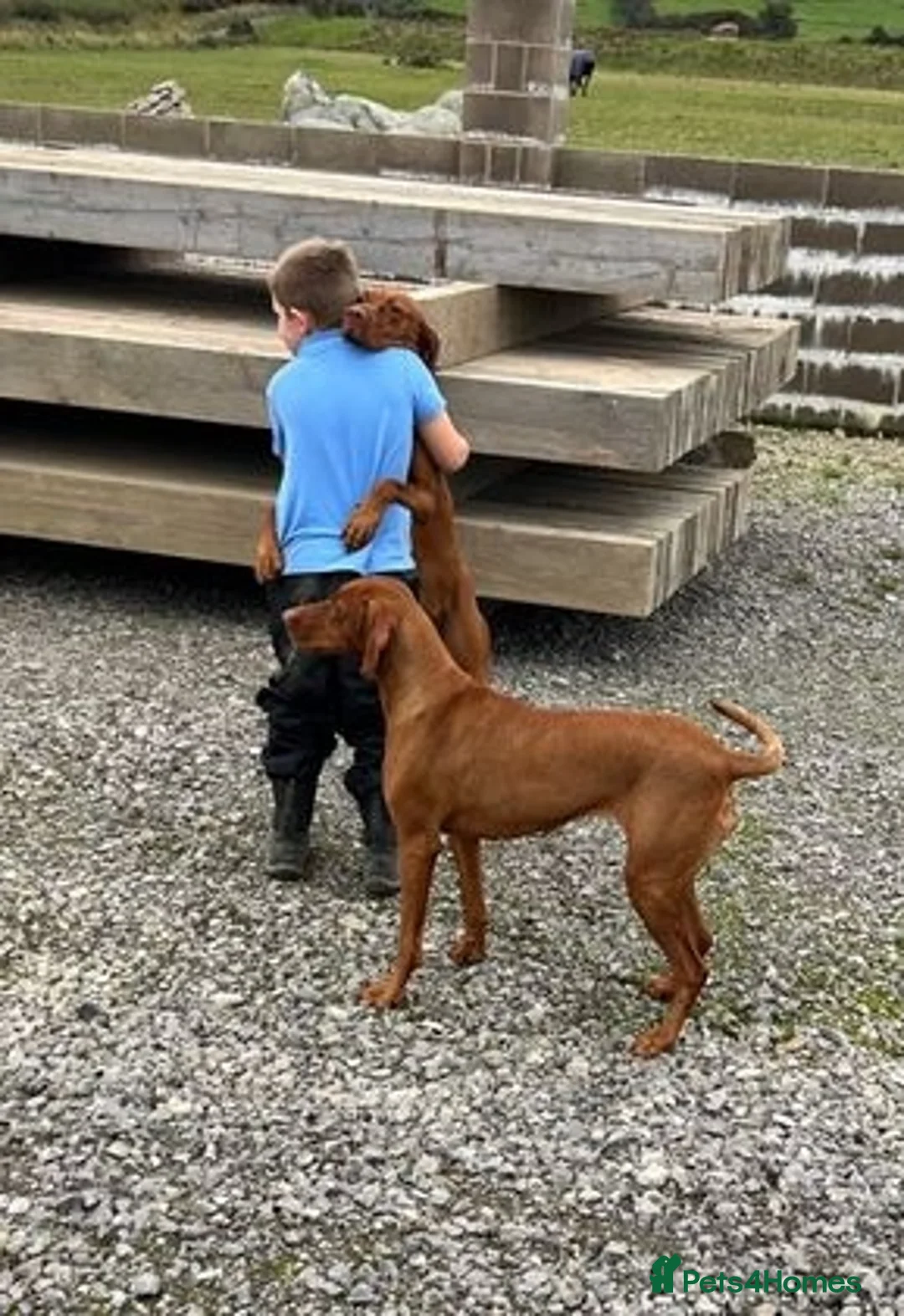 Hungarian Vizsla dogs for sale: Amazing KC reg Hungarian vizsla puppies - Image 34