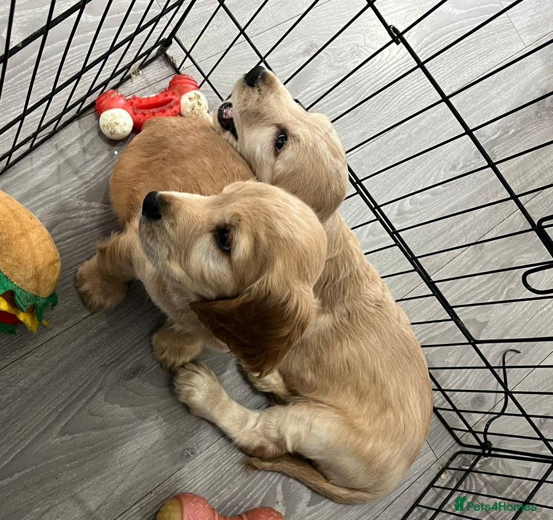 Cocker Spaniel dogs for sale: Cocker spaniel  - Advert 3