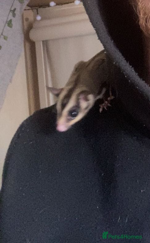 Sugar Glider rodents 2x male sugar gliders & full set up  - Advert 8