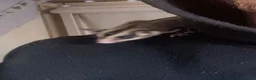 Sugar Glider rodents for sale: 2x male sugar gliders & full set up  in Dukinfield - Advert 1