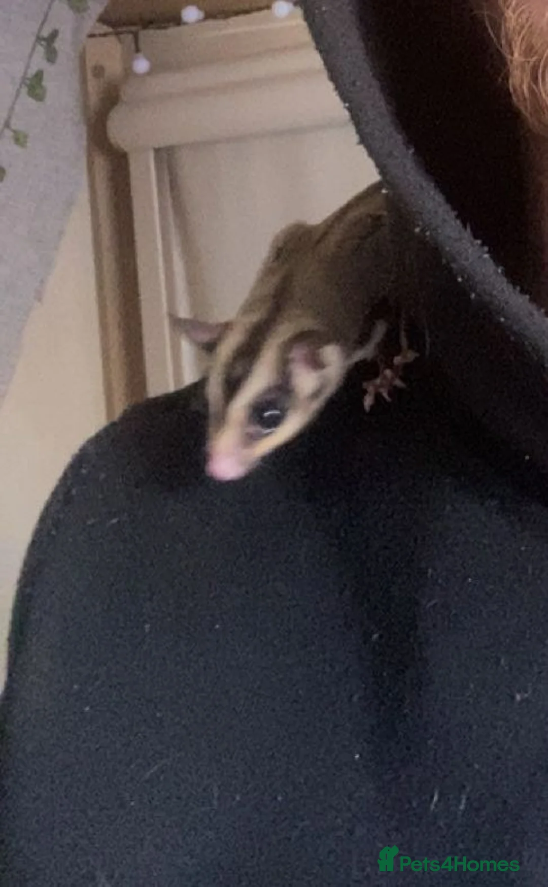 Sugar Glider rodents for sale: 2x male sugar gliders & full set up  in Dukinfield - Advert 1