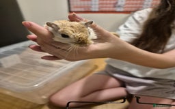 Gerbil rodents for sale: 2 gerbils with cage and a few items for sale - Image 5