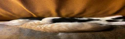Mixed Breed cats for sale: Beautiful dog friendly kittens  - Advert 7