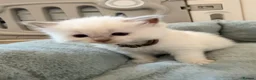 Ragdoll cats for sale: Exquisite Ragdoll litter   - Advert 4