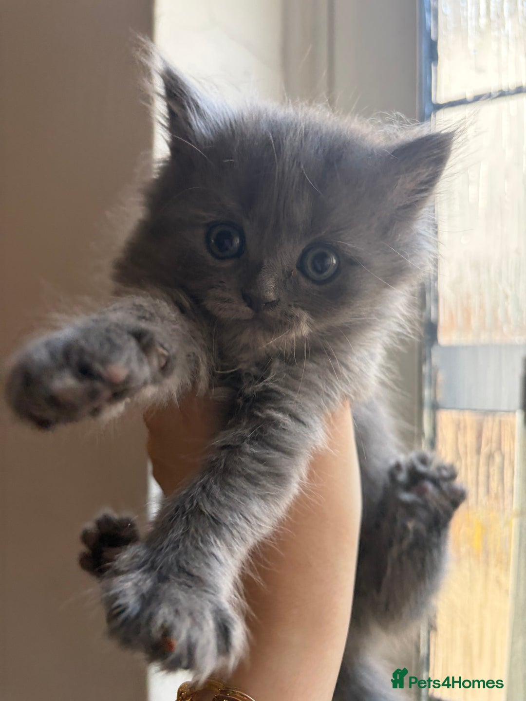 British Shorthair cats for sale: British short hair/persian mother - Advert 30