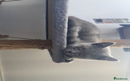 British Shorthair cats for sale: Only 2 Males Left  - Image 4