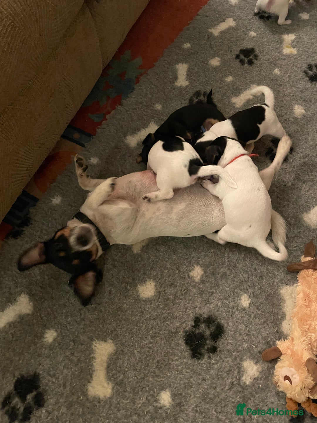 Jack Russell dogs for sale: Jack Russell puppies 8 weeks old - Advert 2
